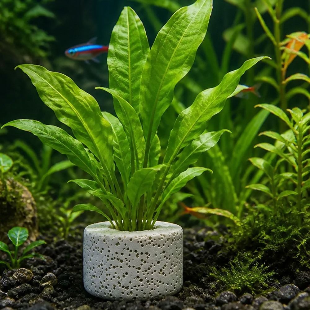 Planted Aquarium Pictures - 10Pcs Weighted Ring Aquatic Plant Fixing