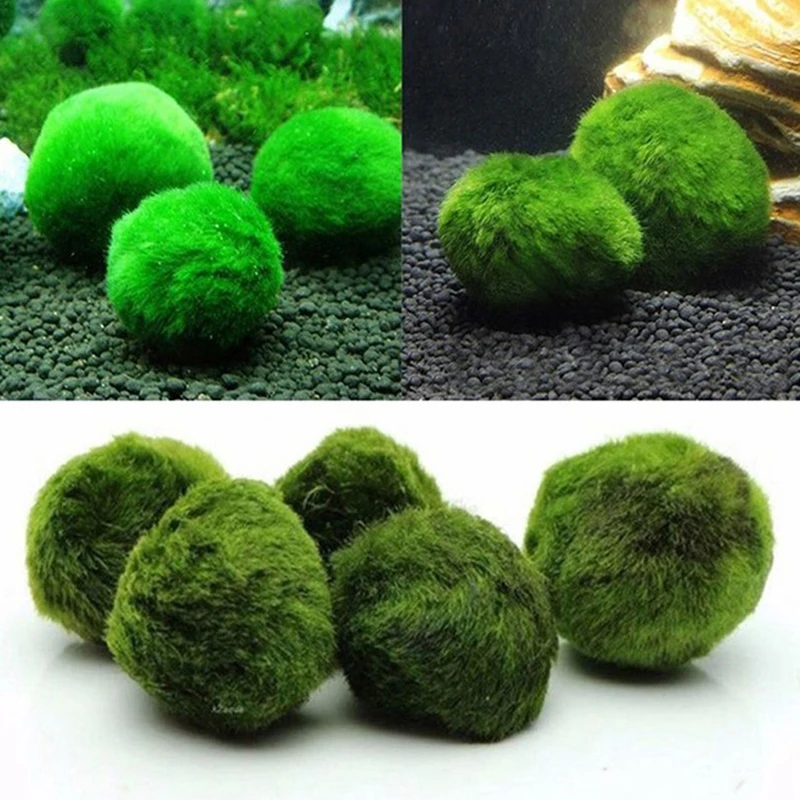 1Pcs 3-4cm Moss Balls Live Aqu - Planted Aquarium Maintenance ulasan dan harga