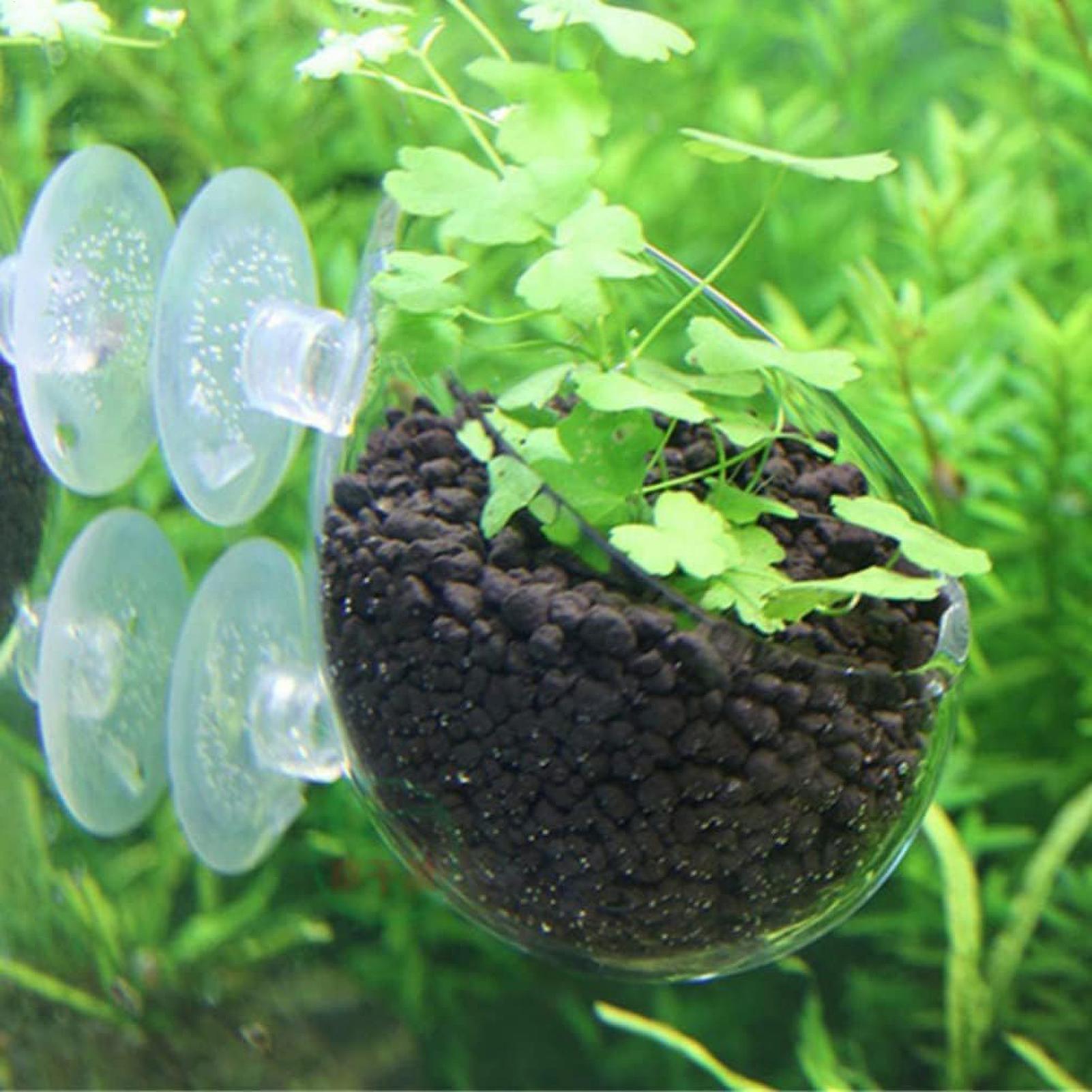 Aquarium Glass Plant Pot with  - Aquarium Plant Dip ulasan dan harga