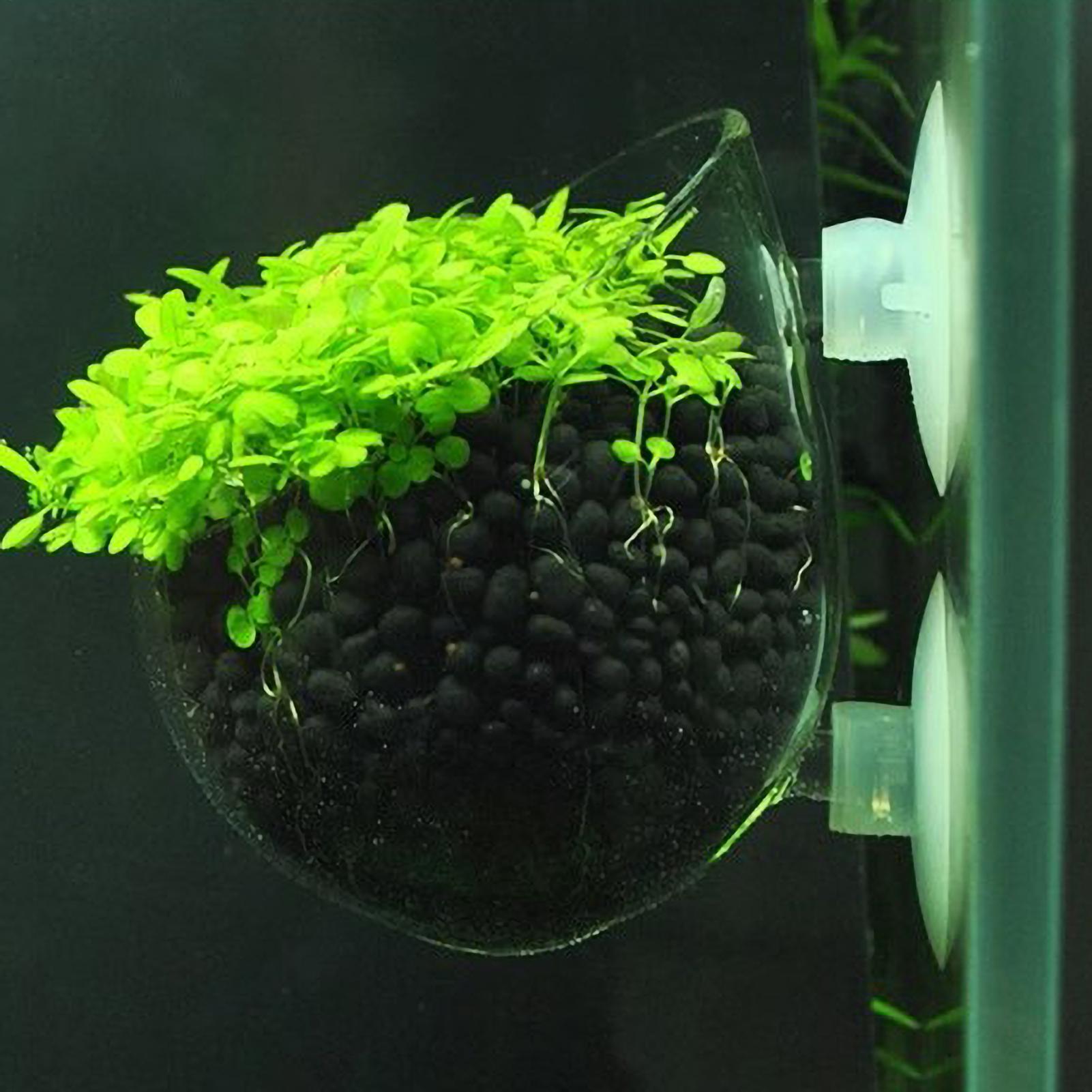 Aquarium Glass Plant Pot with  - Aquarium Plant Dip ulasan dan harga