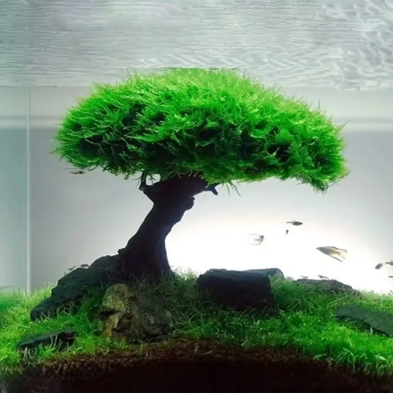 Aquarium Decoration Plant Moss - Planted Aquarium Without Fish ulasan dan harga